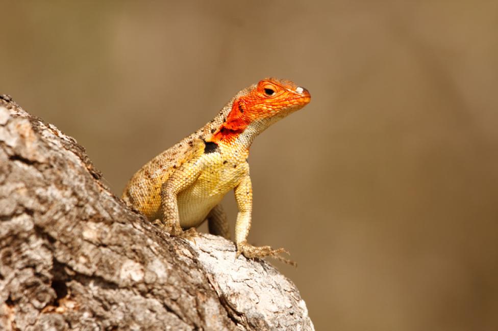 Lagarto de lava en la Oficina Postal